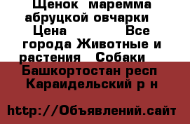 Щенок  маремма абруцкой овчарки › Цена ­ 50 000 - Все города Животные и растения » Собаки   . Башкортостан респ.,Караидельский р-н